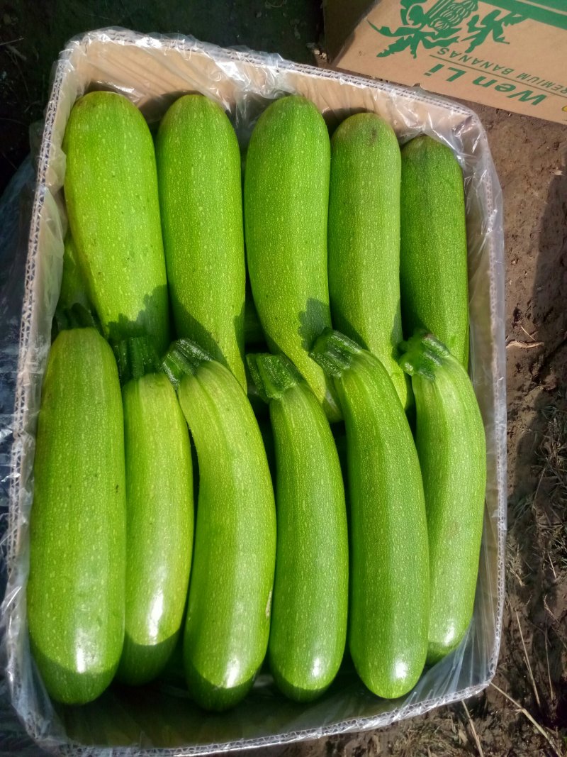 精品西葫芦大量上市需要联系