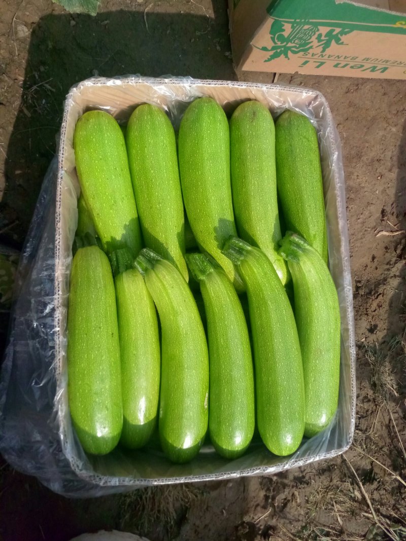 精品西葫芦大量上市需要联系