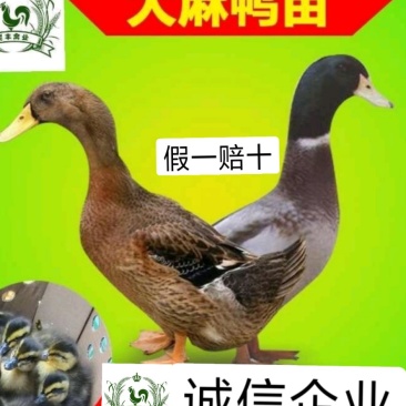 大种杂交四点麻鸭苗《高销量热卖》包运输成活厂家直销
