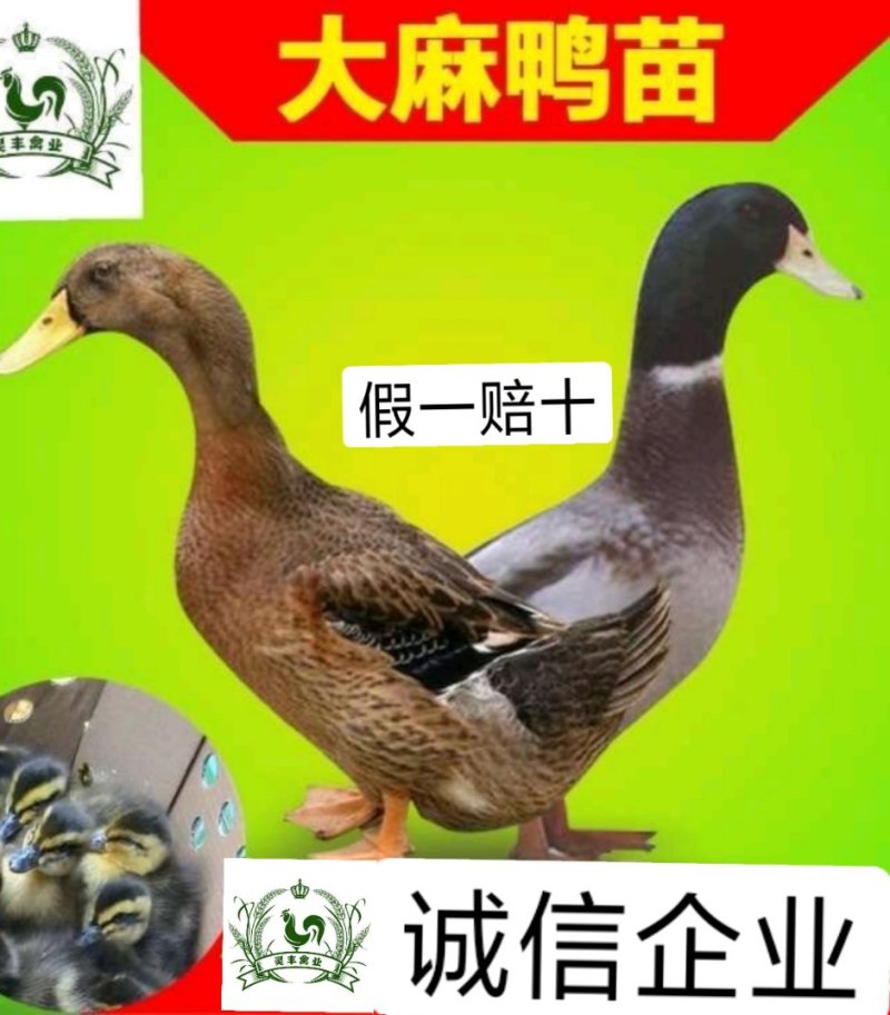 大种杂交四点麻鸭苗《高销量热卖》包运输成活厂家直销