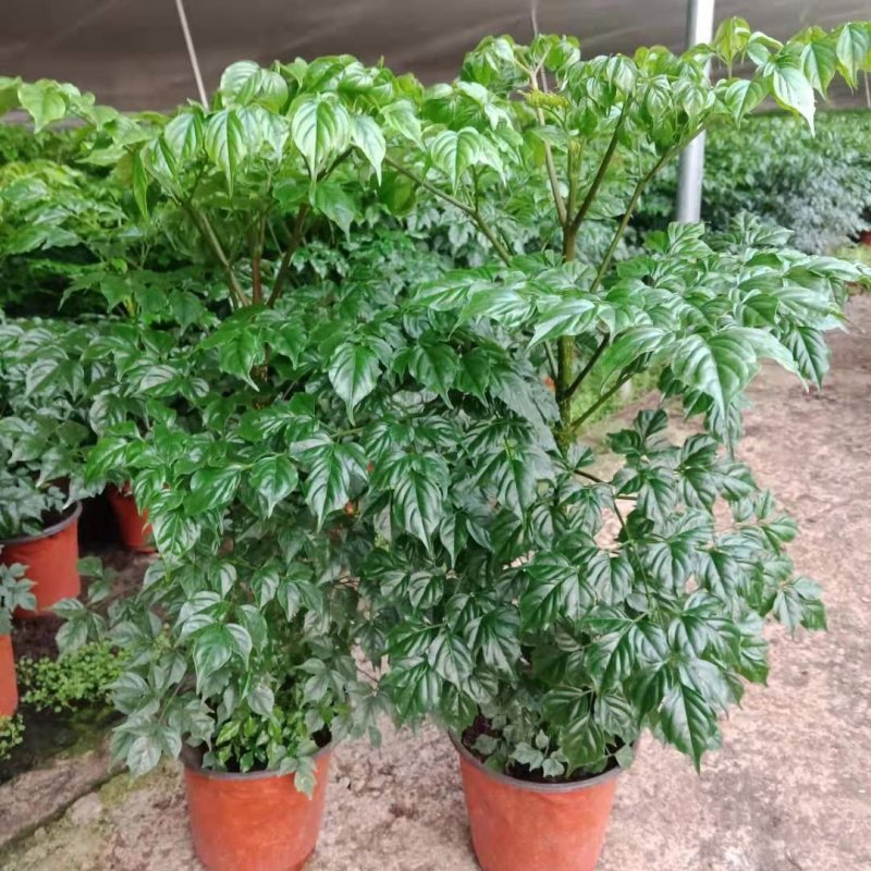 文竹，（普通，微型）室内净化空气植物四季常青好管理