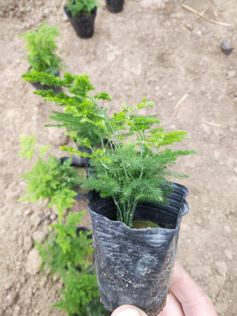 文竹，（普通，微型）室内净化空气植物四季常青好管理