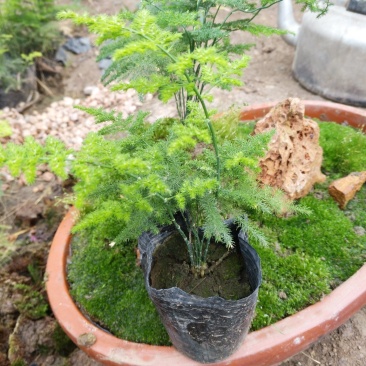文竹，（普通，微型）室内净化空气植物四季常青好管理