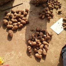 山东滕州毛芋头豆包品种，8520品种大球中球小球和通货