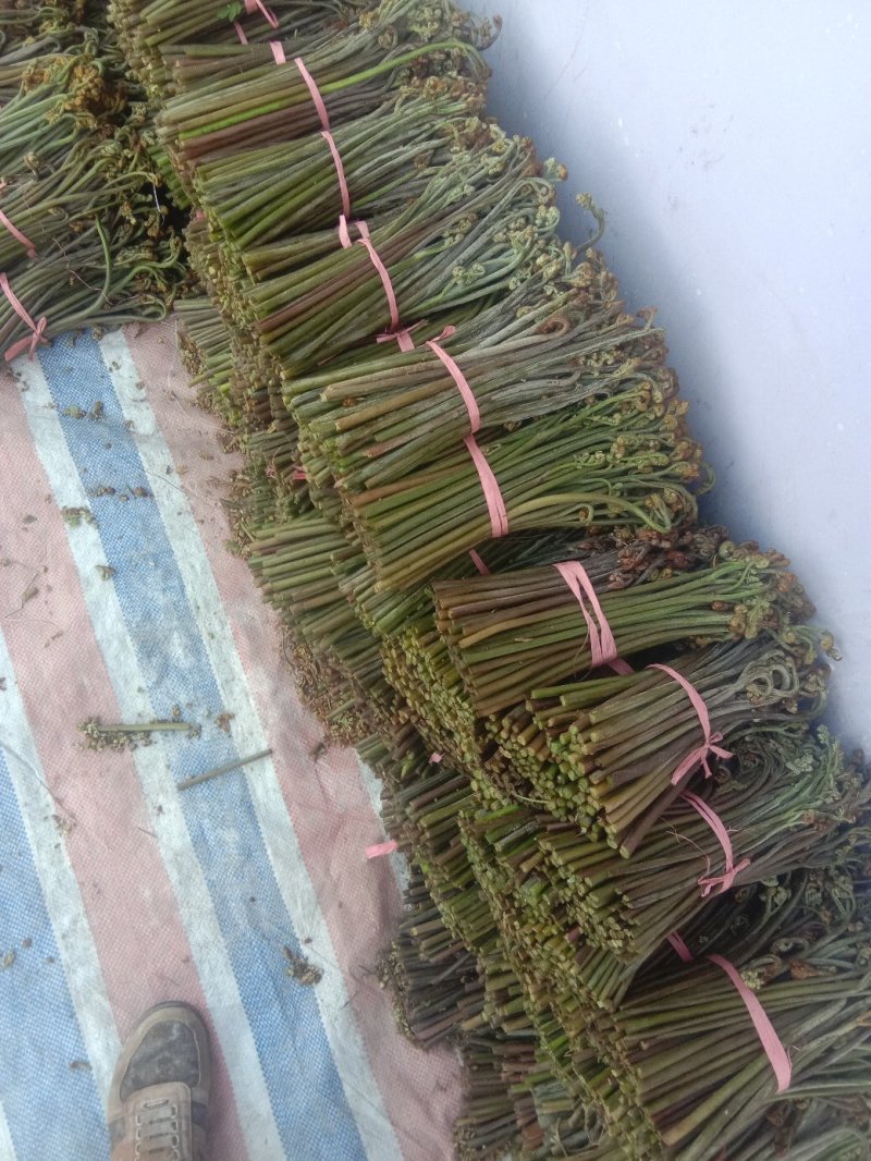大量供应\剌老包，蕨菜