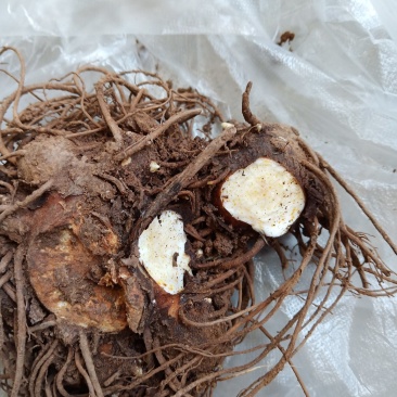 湖北十堰苍术（苍白术）可视频采挖
