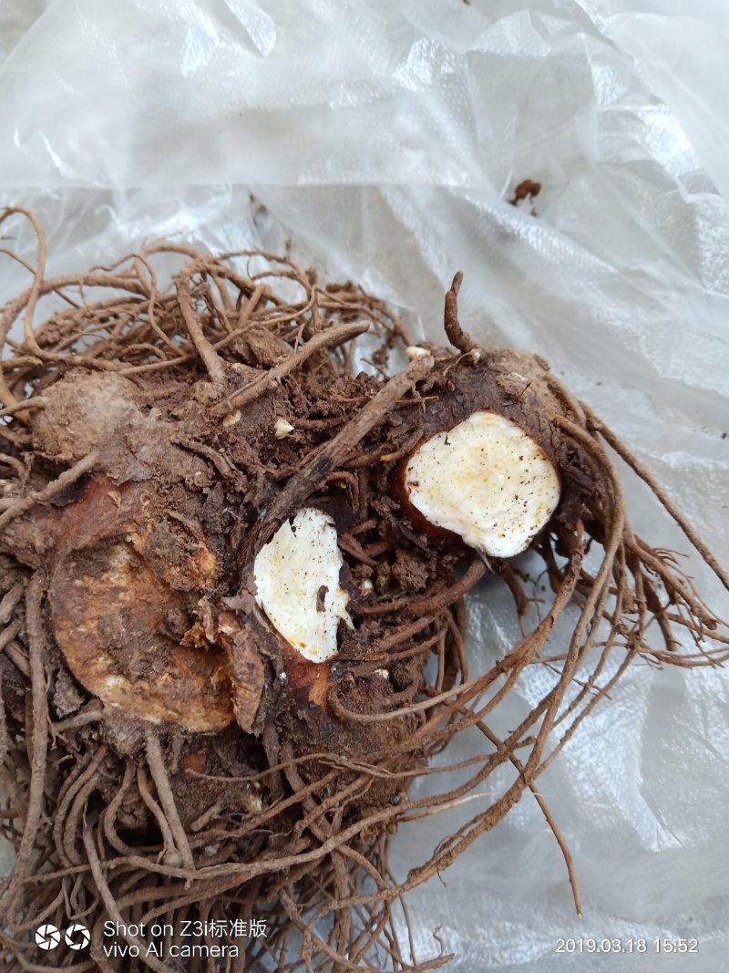 湖北十堰苍术（苍白术）可视频采挖