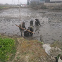 安徽杂交黑鱼苗基地直供