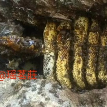 野生百花蜜
