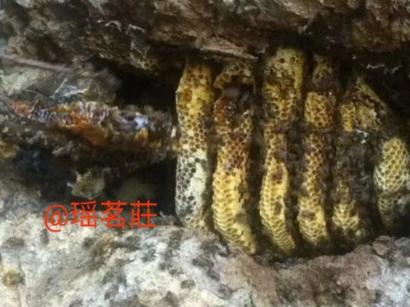 野生百花蜜