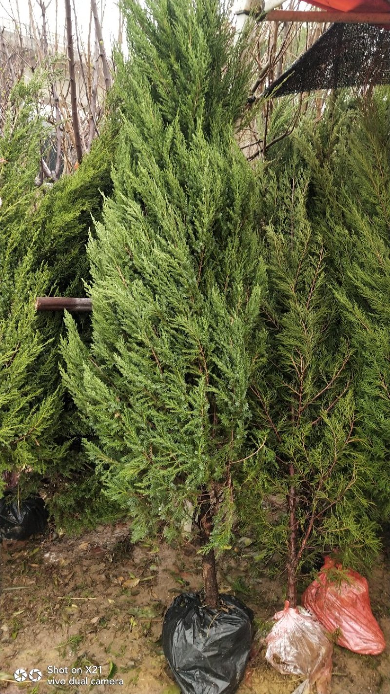侧柏树，高速篱笆苗，有80一1.8米高度，大量出售