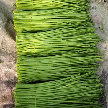 精品四季芦蒿白蒿昆明蒿上市了