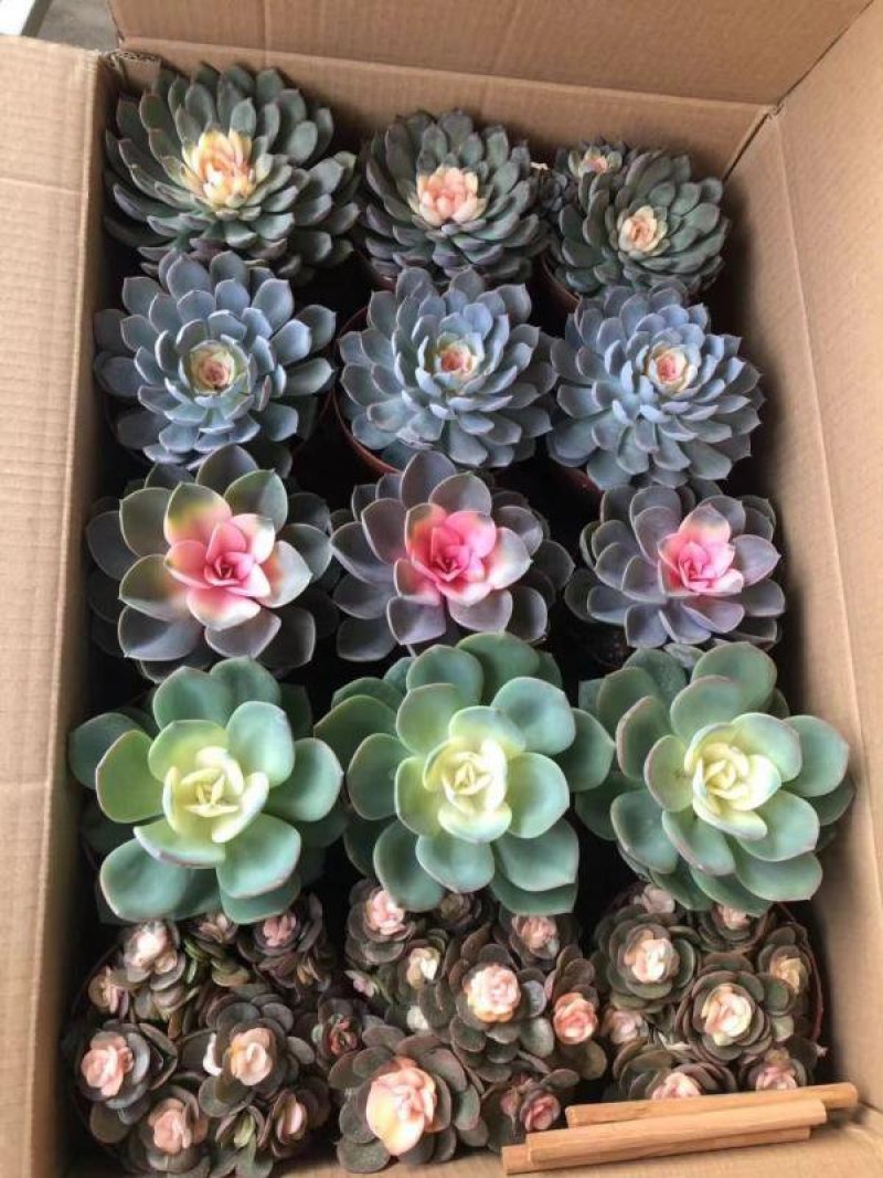 多肉植物基地直销常年供应