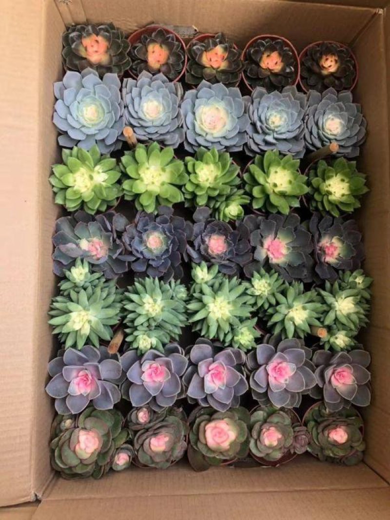 多肉植物基地直销常年供应