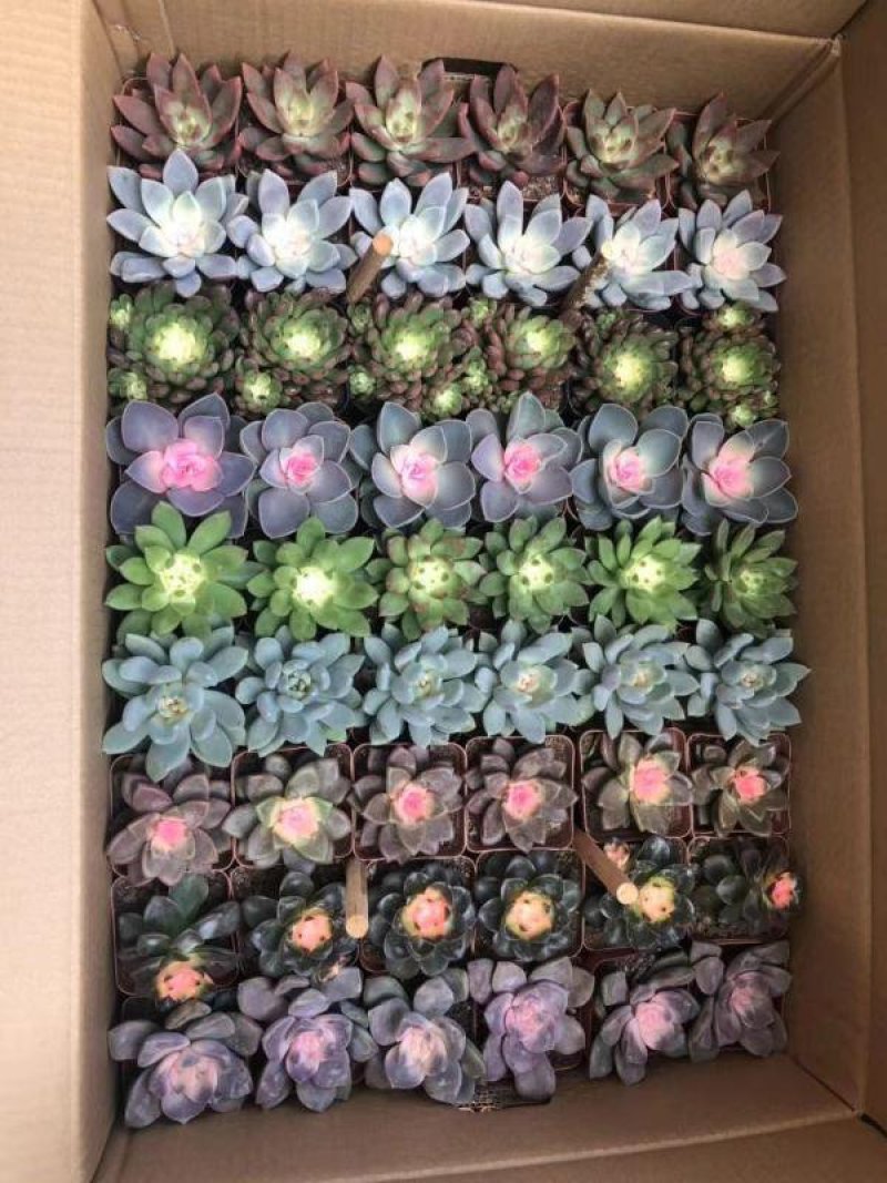 多肉植物基地直销常年供应