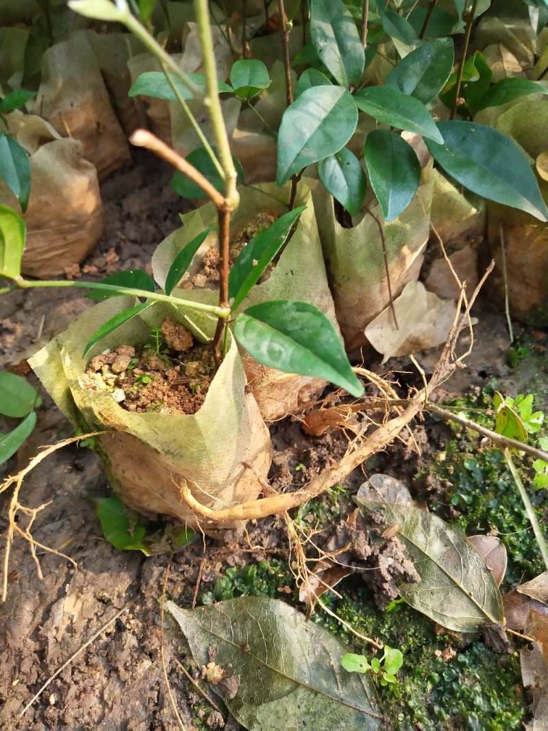 牛大力种苗15~30cm