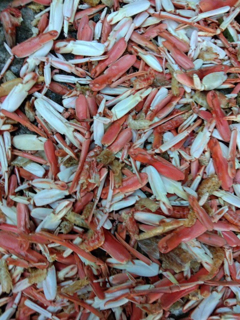 动物性蛋白饲料烘干虾毛烘干鱼干虾腿虾粉喂蛋鸡蛋鸭母猪猪仔