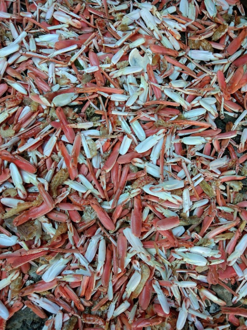 动物性蛋白饲料烘干虾毛烘干鱼干虾腿虾粉喂蛋鸡蛋鸭母猪猪仔