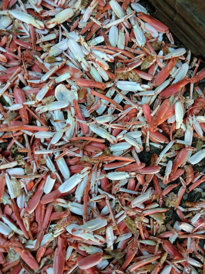 动物性蛋白饲料烘干虾毛烘干鱼干虾腿虾粉喂蛋鸡蛋鸭母猪猪仔