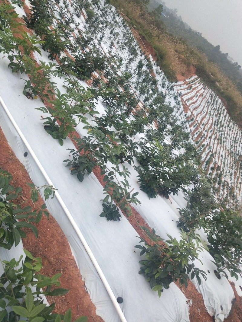 牛大力黄毛大叶种苗