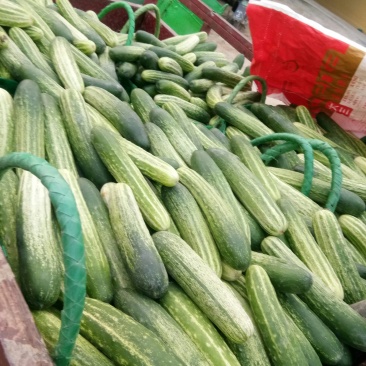 新鲜黄瓜大量上市中货好陆继上市有孤瓜苦瓜节瓜等