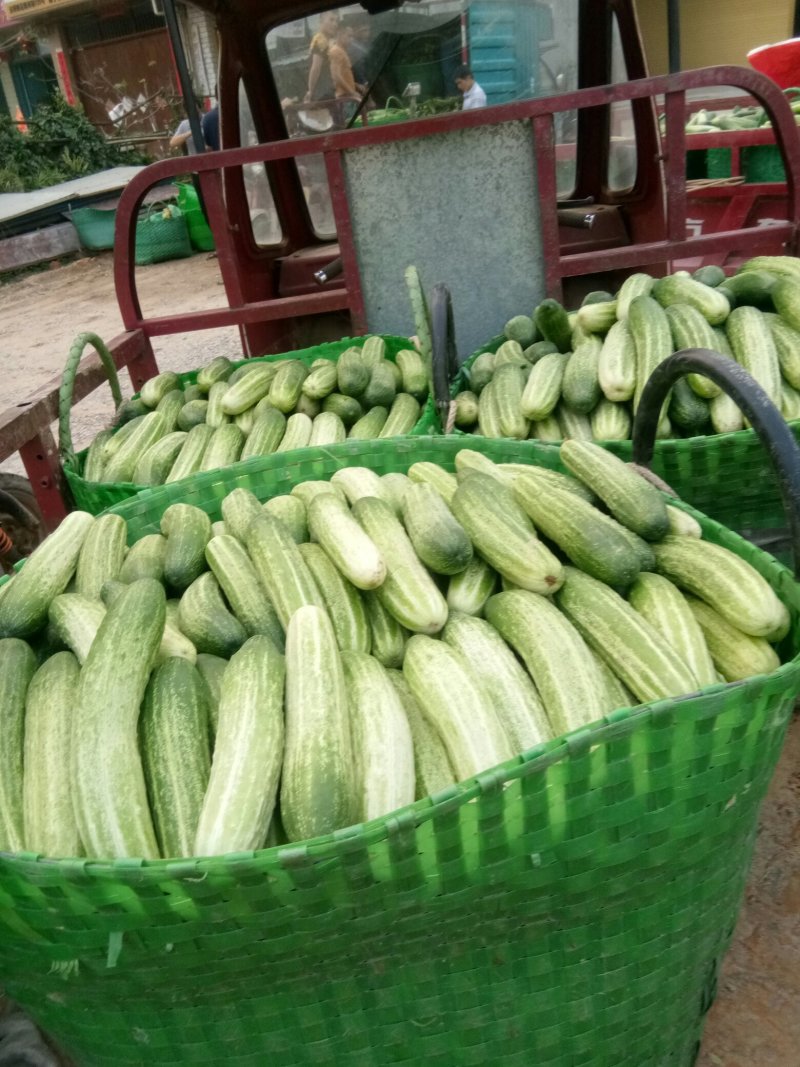 新鲜黄瓜大量上市中货好陆继上市有孤瓜苦瓜节瓜等