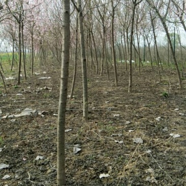 黄桃树