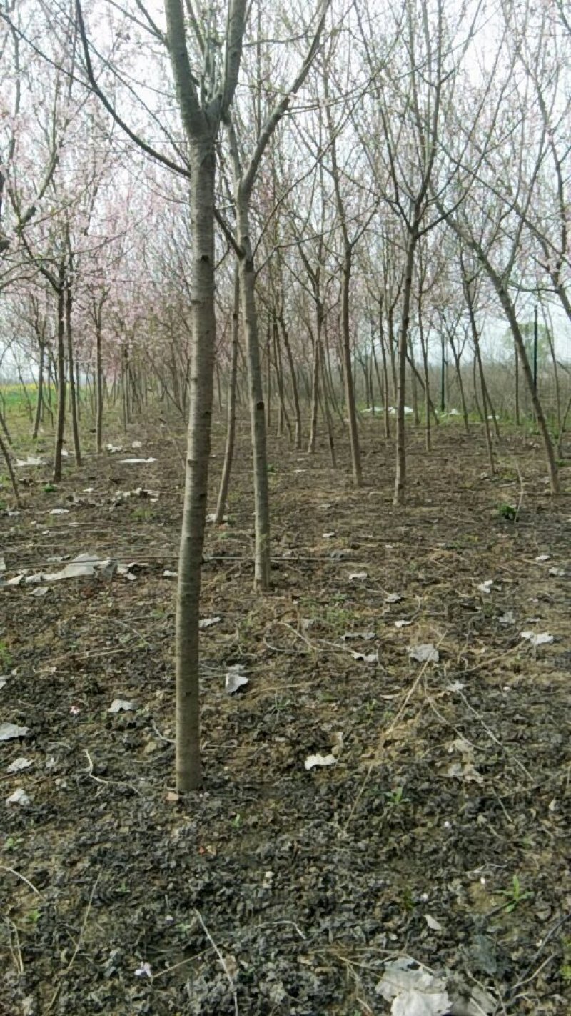 黄桃树