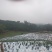 牛大力黄毛大叶种苗