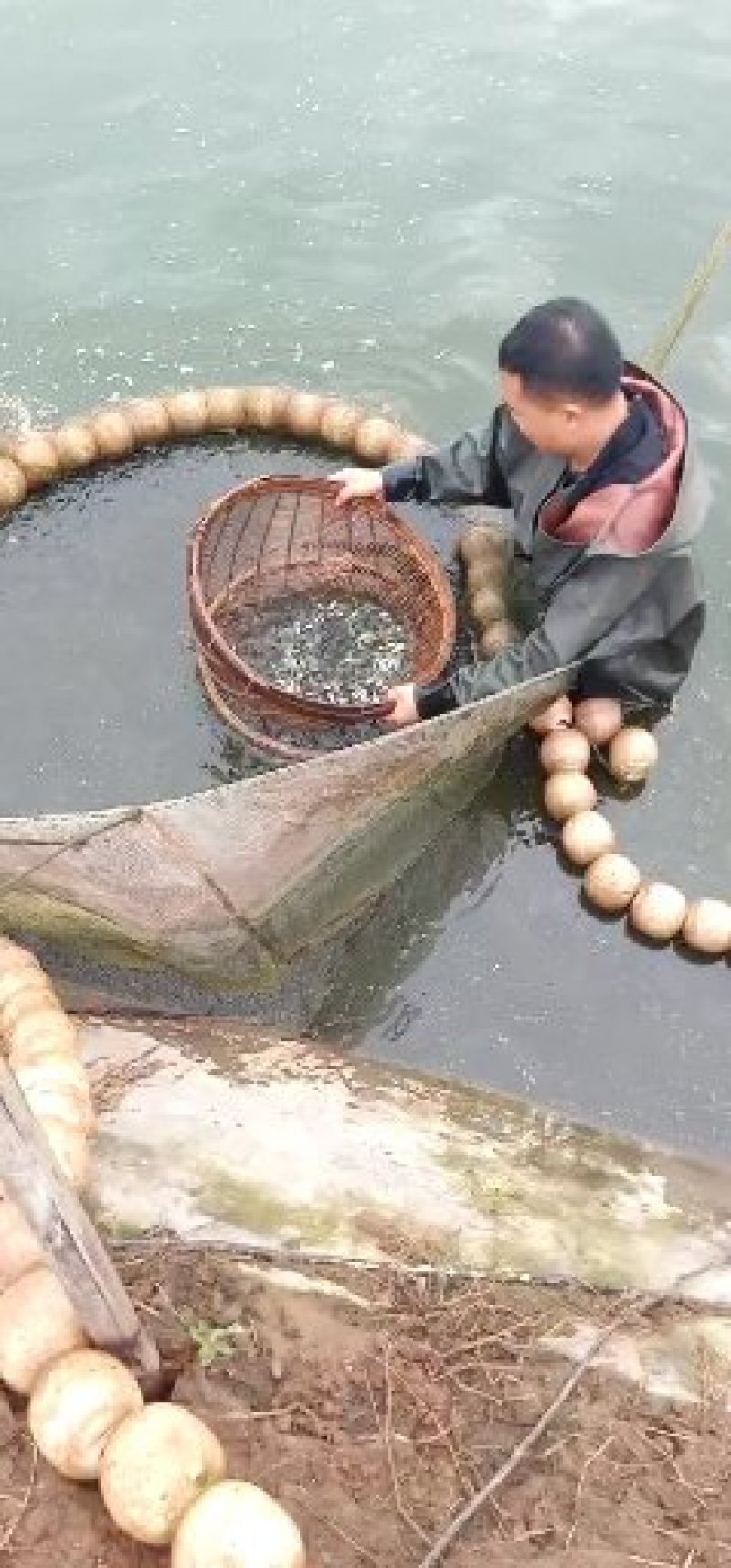 专业水产，鱼苗，