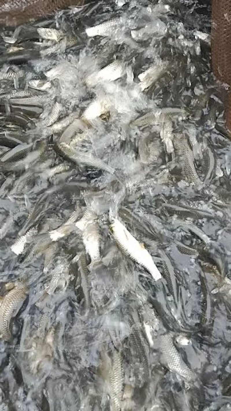专业水产，鱼苗，