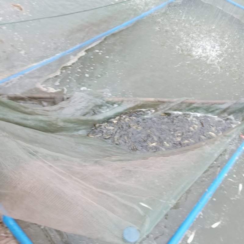 专业水产，鱼苗，