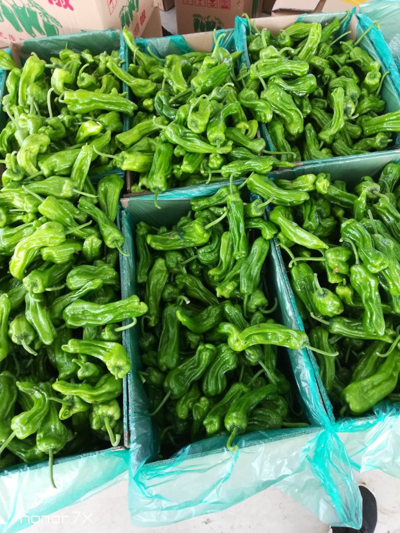 大棚芜湖辣椒大量上市