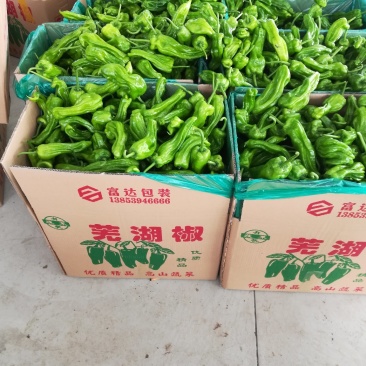 大棚芜湖辣椒大量上市
