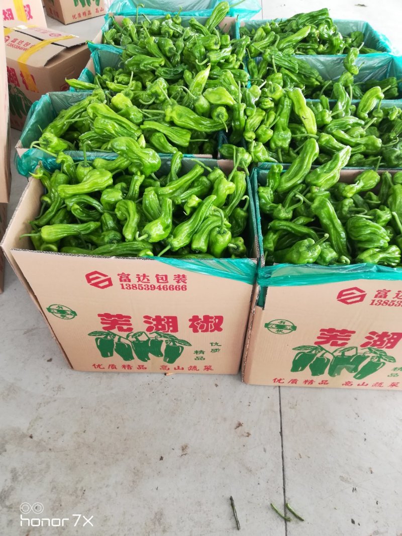 大棚芜湖辣椒大量上市