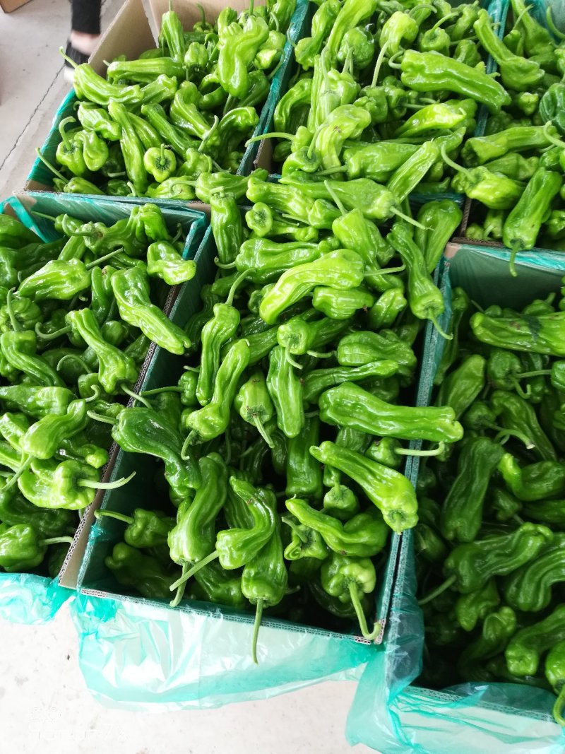 大棚芜湖辣椒大量上市