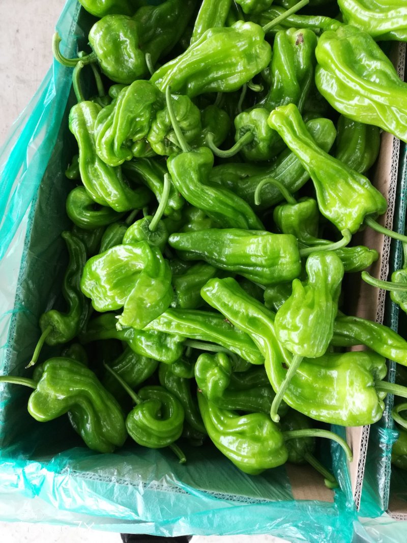 大棚芜湖辣椒大量上市
