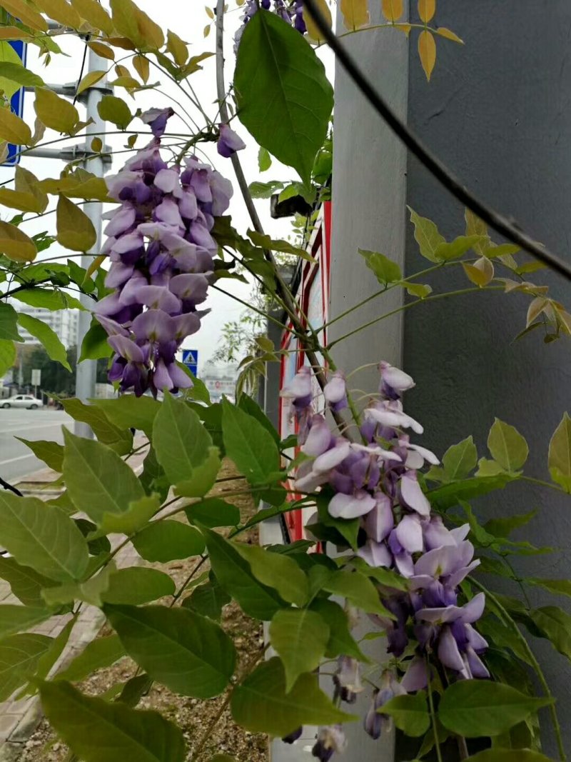 紫藤苗紫藤树苗高度80-100厘米
