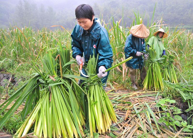 茭白种苗，包销，技术支持，协助采收。合同价收购