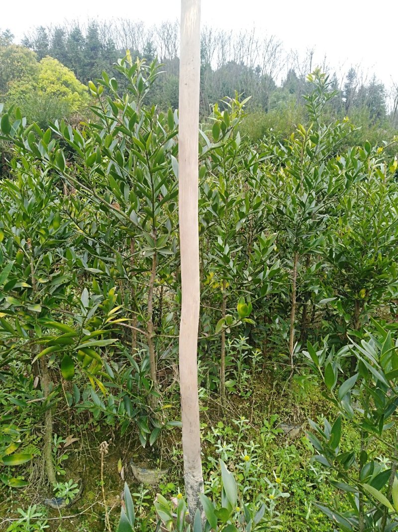 竹柏