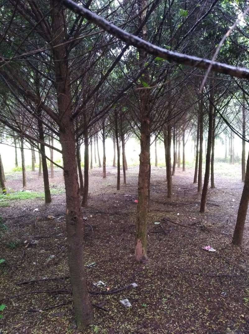 红豆杉6----12公分，有需要的联系我，具体详谈。