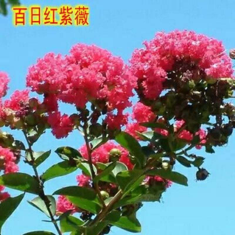 紫薇树苗红火箭紫薇苗红火球百日红紫薇紫薇树小苗紫