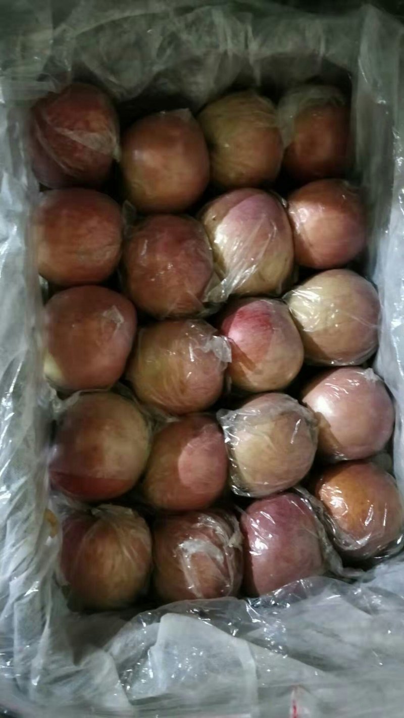 大荔县膜袋红富士苹果基地