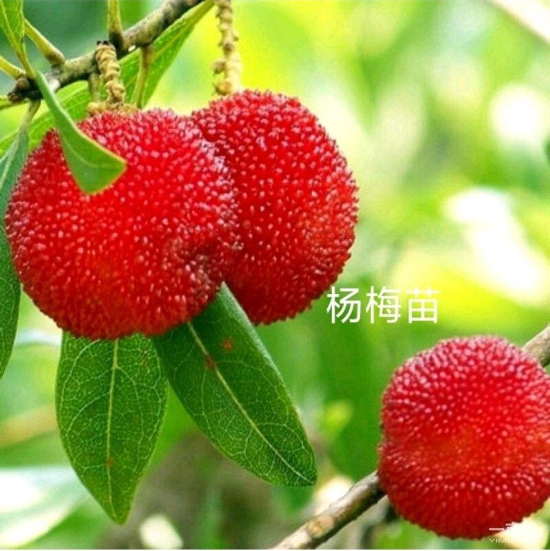 杨梅苗黑高峰嫁接杨梅树苗南北方适宜栽植当年结果