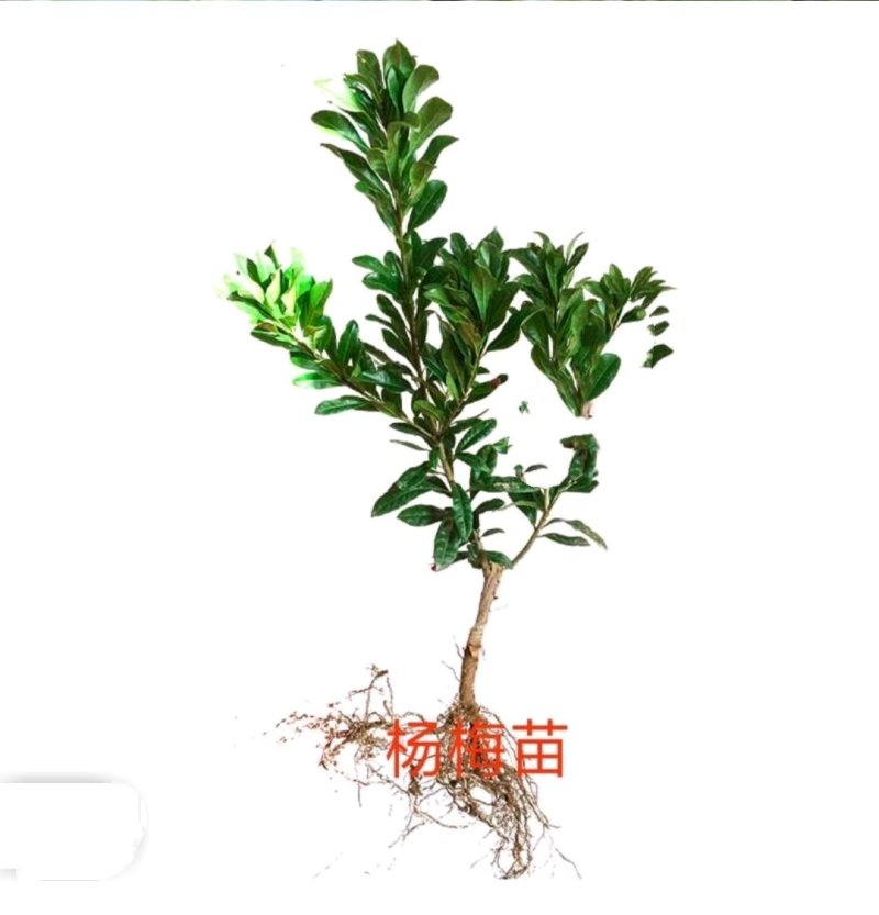 杨梅苗黑高峰嫁接杨梅树苗南北方适宜栽植当年结果