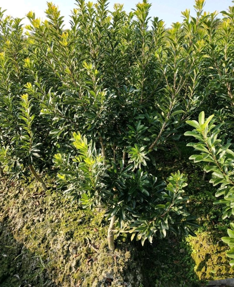 杨梅苗黑高峰嫁接杨梅树苗南北方适宜栽植当年结果