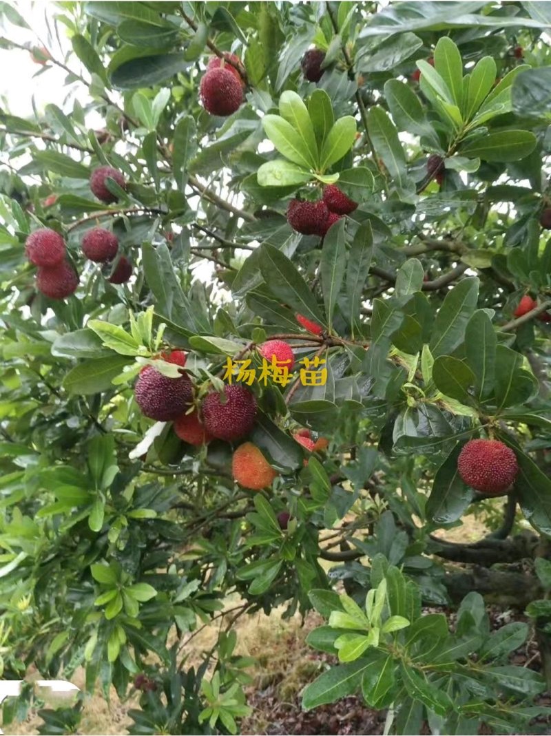杨梅苗黑高峰嫁接杨梅树苗南北方适宜栽植当年结果