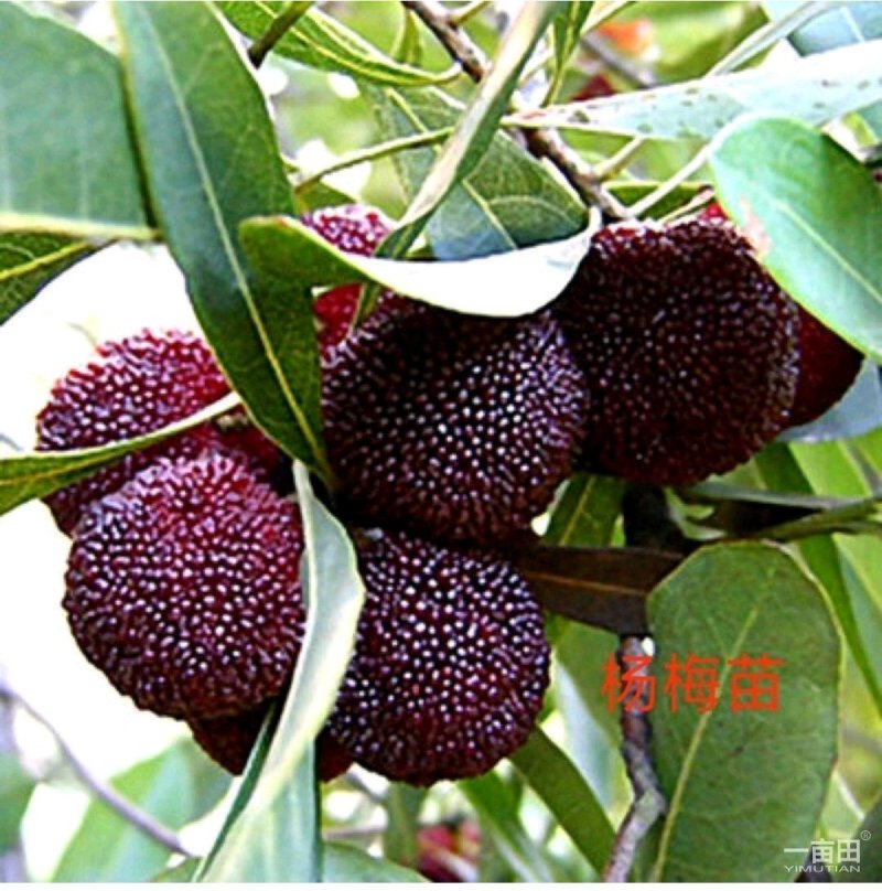 杨梅苗黑高峰嫁接杨梅树苗南北方适宜栽植当年结果