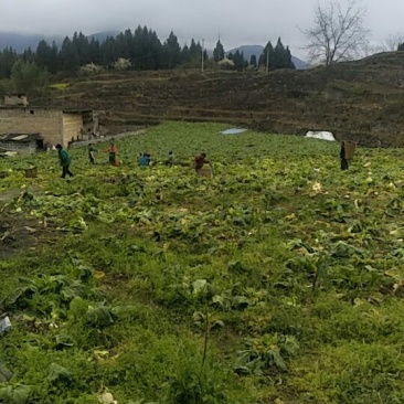 儿菜