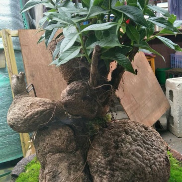 树萝卜